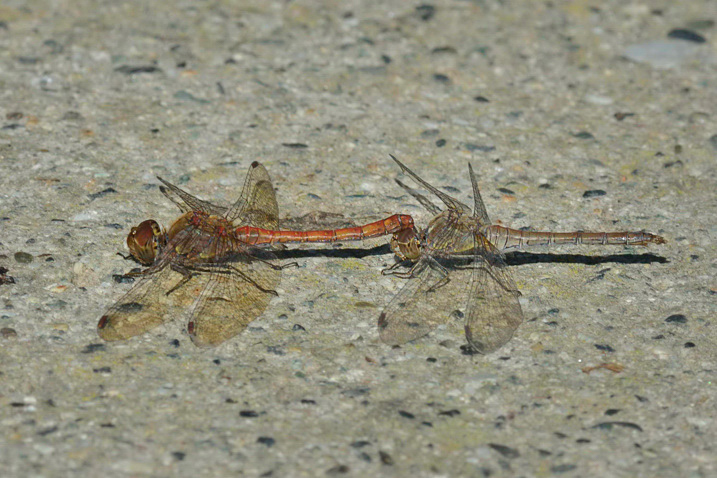 Tandem da identificare